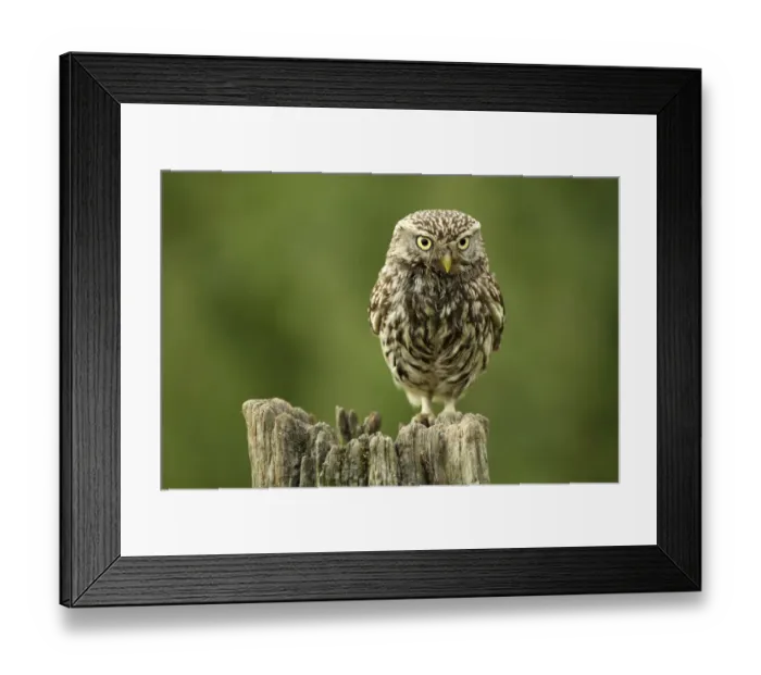 Framed Print : Little owl (Athene noctua) perched on a post, Essex, England, UK, June Framed Print : Little owl (Athene noctua) perched on a post, Essex, England, UK, June