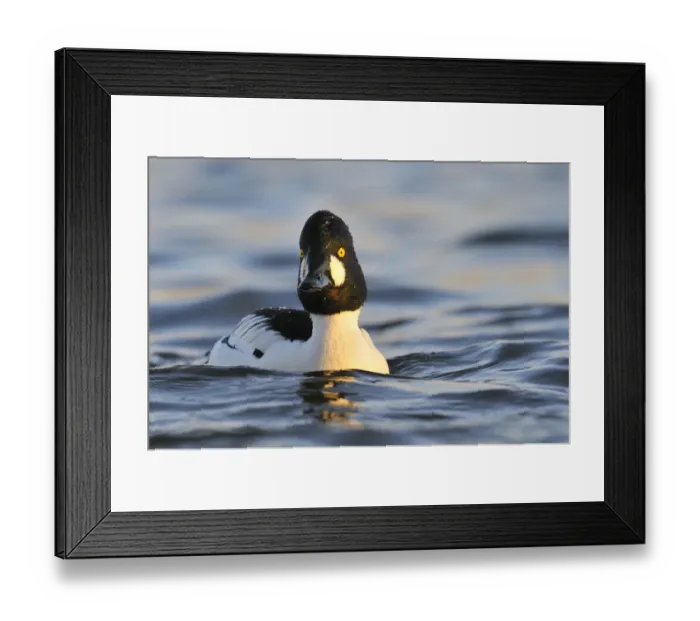 Framed Print : Male Goldeneye (Bucephala clangula), Hogganfield Loch, Glasgow, Scotland, UK, February Framed Print : Male Goldeneye (Bucephala clangula), Hogganfield Loch, Glasgow, Scotland, UK, February