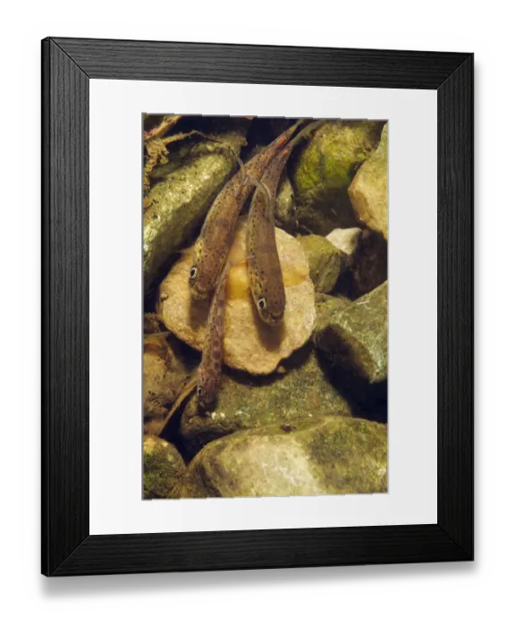 Framed Print : Brown trout (Salmo trutta) fry on river bed, Cumbria, England, UK, September Framed Print : Brown trout (Salmo trutta) fry on river bed, Cumbria, England, UK, September