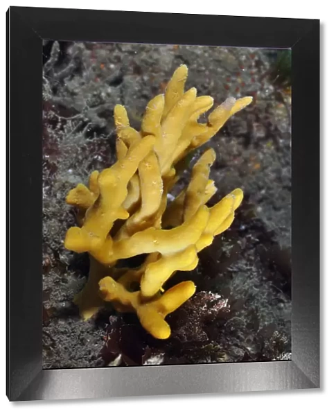 Yellow staghorn sponge (Axinella dissimilis), Lundy Island Marine Conservation Zone