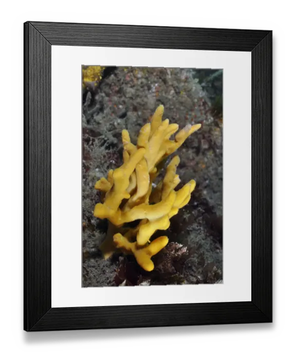 Framed Print : Yellow staghorn sponge (Axinella dissimilis), Lundy Island Marine Conservation Zone Framed Print : Yellow staghorn sponge (Axinella dissimilis), Lundy Island Marine Conservation Zone