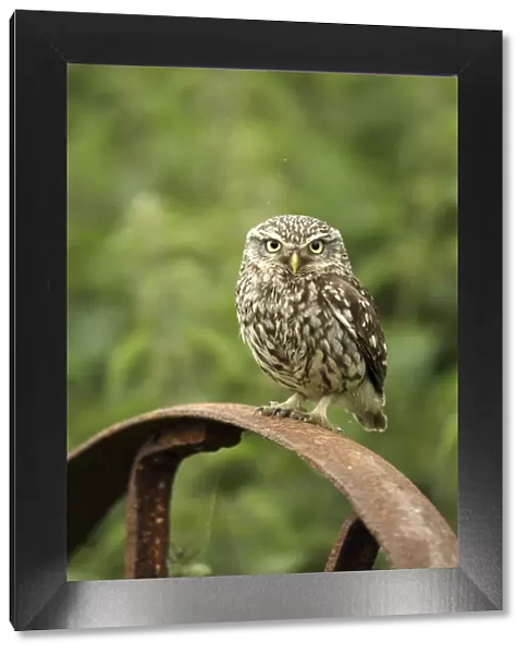 Little owl (Athene noctua) perched on a rusting iron wheel, Essex, England, UK, June