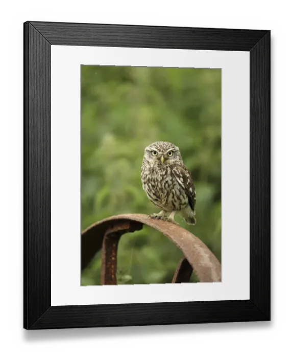 Framed Print : Little owl (Athene noctua) perched on a rusting iron wheel, Essex, England, UK, June Framed Print : Little owl (Athene noctua) perched on a rusting iron wheel, Essex, England, UK, June