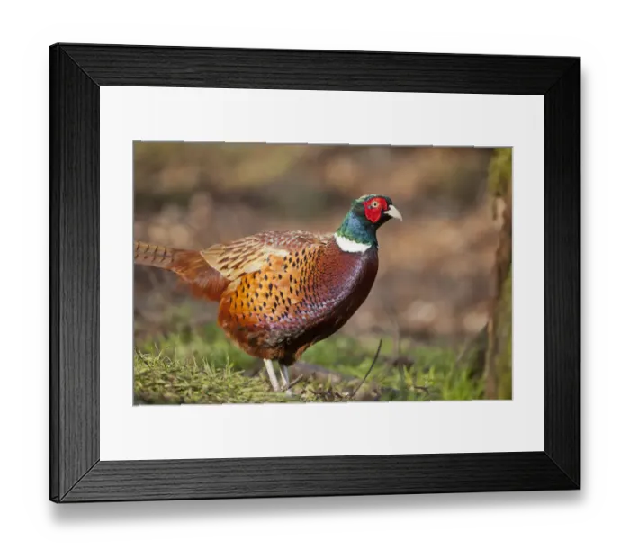 Framed Print : Male pheasant (Phasianus colchicus) in profile. Scotland, UK, March Framed Print : Male pheasant (Phasianus colchicus) in profile. Scotland, UK, March