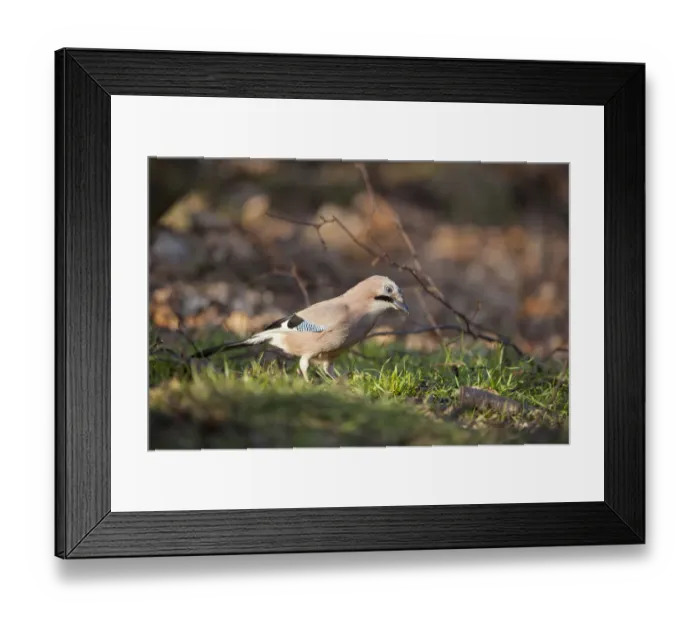 Framed Print : Jay (Garrulus glandarius). Scotland, UK, March Framed Print : Jay (Garrulus glandarius). Scotland, UK, March