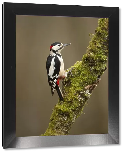 Great Spotted Woodpecker (Dendrocopos major). Scotland, UK, March