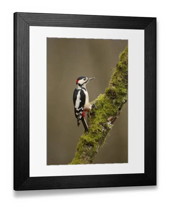 Framed Print : Great Spotted Woodpecker (Dendrocopos major). Scotland, UK, March Framed Print : Great Spotted Woodpecker (Dendrocopos major). Scotland, UK, March