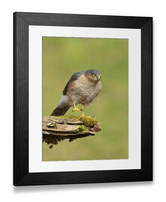 Framed Print : Sparrowhawk (Accipiter nisus) adult male. Scotland, UK, March Framed Print : Sparrowhawk (Accipiter nisus) adult male. Scotland, UK, March