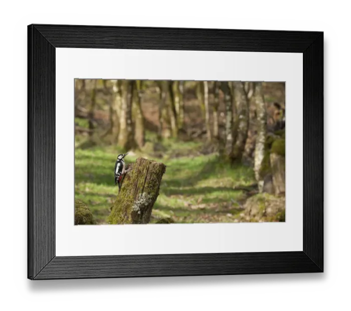 Framed Print : Great spotted woodpecker (Dendrocopos major) in woodland setting. Scotland, UK, March Framed Print : Great spotted woodpecker (Dendrocopos major) in woodland setting. Scotland, UK, March