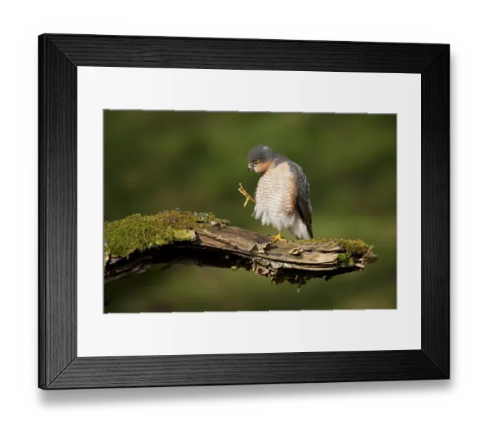 Framed Print : Sparrowhawk (Accipiter nisus) adult male grooming. Scotland, UK, March Framed Print : Sparrowhawk (Accipiter nisus) adult male grooming. Scotland, UK, March