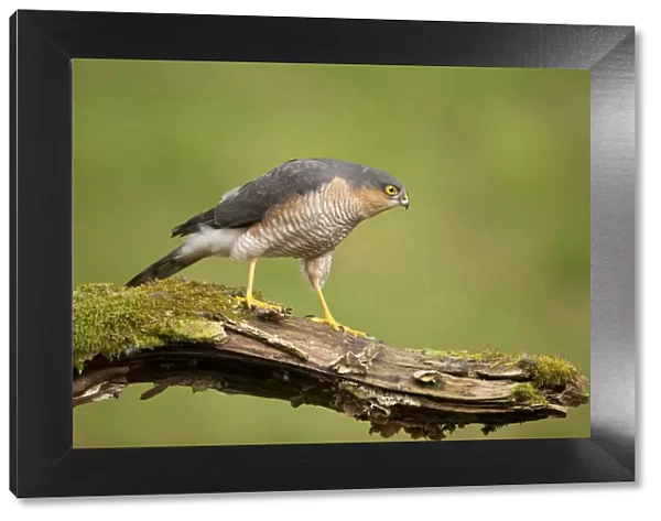 Sparrowhawk (Accipiter nisus) adult male. Scotland, UK, March