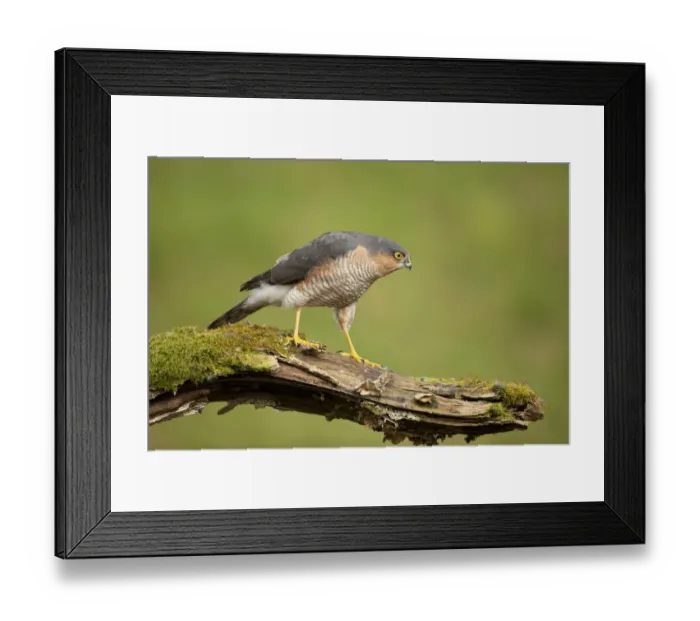 Framed Print : Sparrowhawk (Accipiter nisus) adult male. Scotland, UK, March Framed Print : Sparrowhawk (Accipiter nisus) adult male. Scotland, UK, March