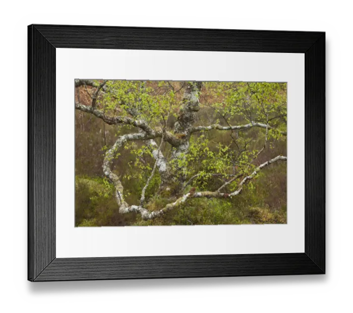 Framed Print : Silver birch (Betula pendula) in spring. Beinn Eighe National Nature Reserve. Scotland