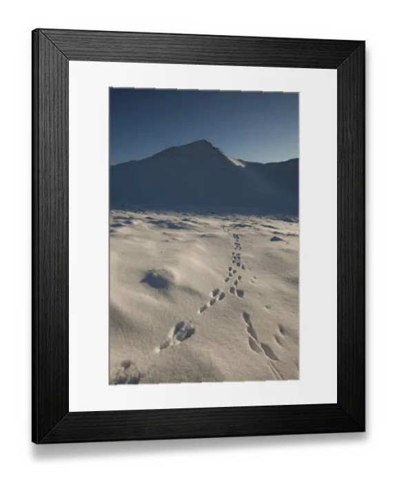 Framed Print : Mountain hare (Lepus timidus) footprints in snow, Creag Meagaidh National Nature Reserve Framed Print : Mountain hare (Lepus timidus) footprints in snow, Creag Meagaidh National Nature Reserve
