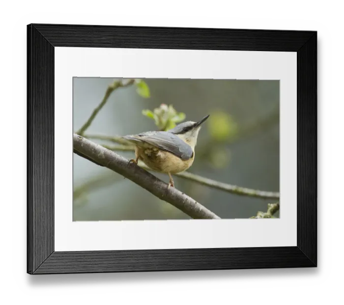 Framed Print : European Nuthatch (Sitta europaea). Powys, Wales, May Framed Print : European Nuthatch (Sitta europaea). Powys, Wales, May