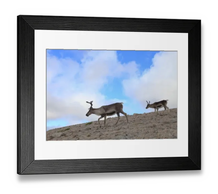 Framed Print : Reindeer (Rangifer tarandus) on upland plateau, Cairngorms National Park, Scotland, UK, August Framed Print : Reindeer (Rangifer tarandus) on upland plateau, Cairngorms National Park, Scotland, UK, August