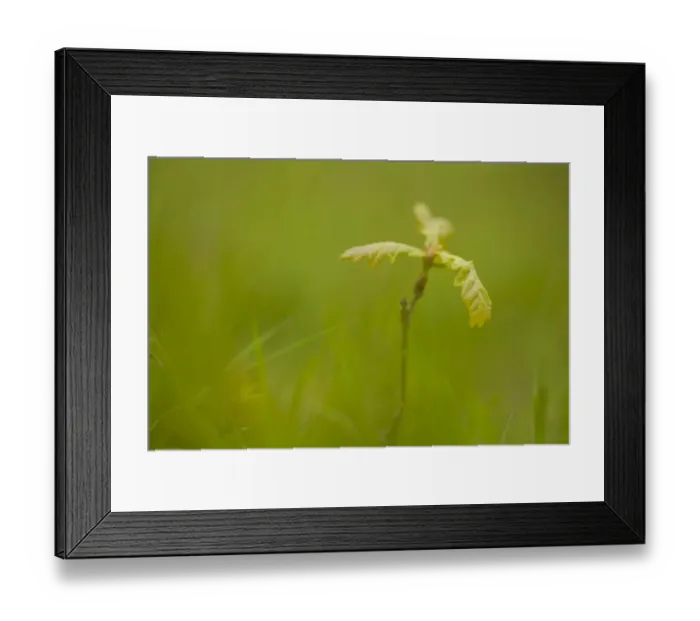 Framed Print : Young oak sapling (Quercus robor). Brecon Beacons National Park, Wales, UK, May Framed Print : Young oak sapling (Quercus robor). Brecon Beacons National Park, Wales, UK, May