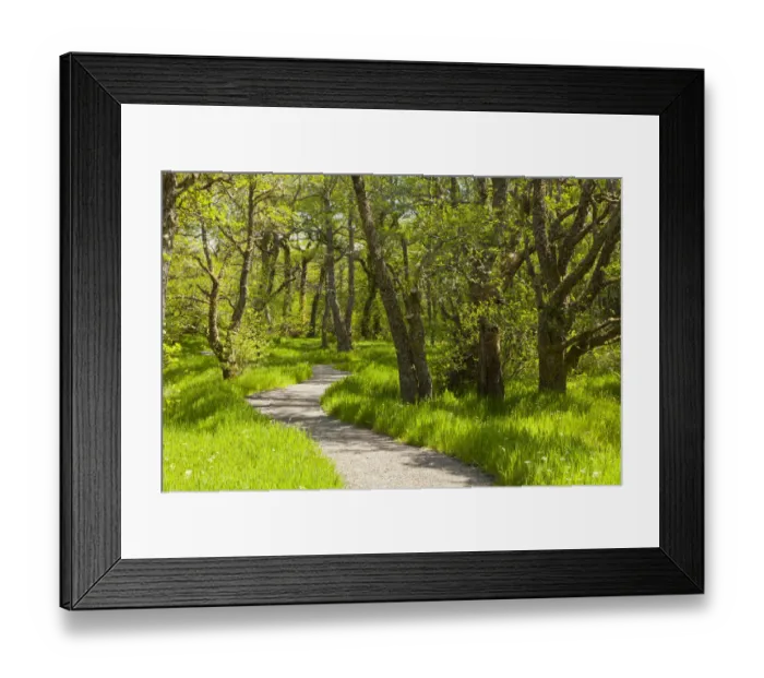 Framed Print : Footpath through birch (Betula) woodland. Creag Meagaidh National Nature Reserve, Badenoch Framed Print : Footpath through birch (Betula) woodland. Creag Meagaidh National Nature Reserve, Badenoch