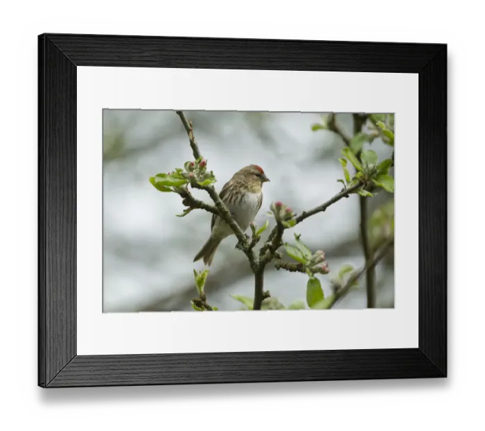 Framed Print : Redpoll (Carduelis flammea) adult male perched. Wales, UK, May Framed Print : Redpoll (Carduelis flammea) adult male perched. Wales, UK, May