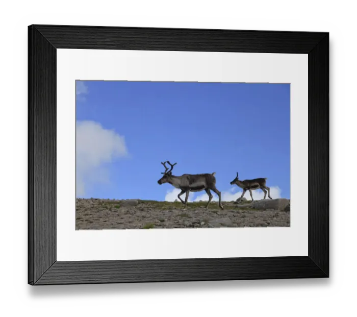 Framed Print : Reindeer (Rangifer tarandus) on upland plateau, Cairngorms National Park, Scotland Framed Print : Reindeer (Rangifer tarandus) on upland plateau, Cairngorms National Park, Scotland