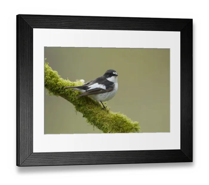 Framed Print : Pied flycatcher (Ficedula hypoleuca) male perched. Wales, UK, May Framed Print : Pied flycatcher (Ficedula hypoleuca) male perched. Wales, UK, May