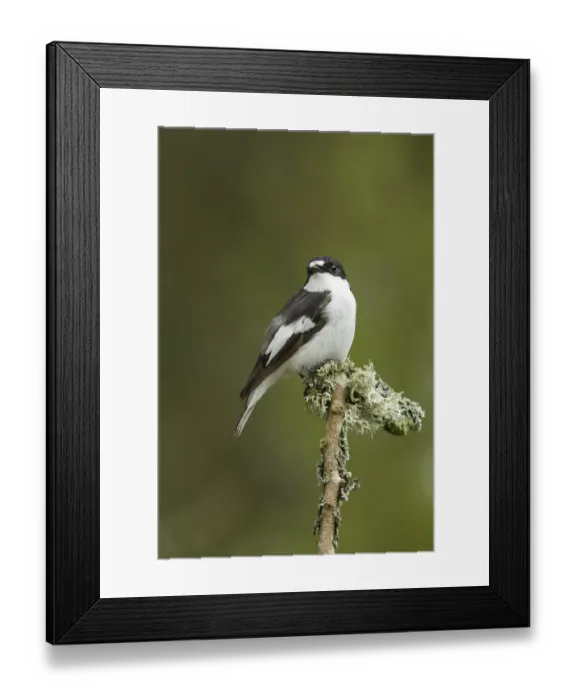Framed Print : Pied flycatcher (Ficedula hypoleuca) male. Wales, UK, May Framed Print : Pied flycatcher (Ficedula hypoleuca) male. Wales, UK, May