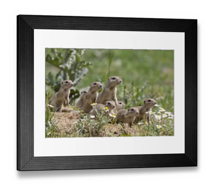 Framed Print : European souslik family {Spermophilus citellus} East Slovakia, 2008. WWE Mission Framed Print : European souslik family {Spermophilus citellus} East Slovakia, 2008. WWE Mission