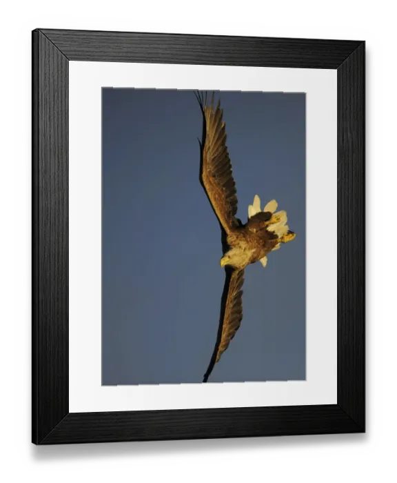 Framed Print : RF- White-tailed Sea Eagle (Haliaeetus albicilla) turning in flight, Flatanger, Norway Framed Print : RF- White-tailed Sea Eagle (Haliaeetus albicilla) turning in flight, Flatanger, Norway