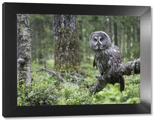 Great Grey owl (Strix nebulosa) perched in forest, Oulu, Finland. June 2008 WWE Mission