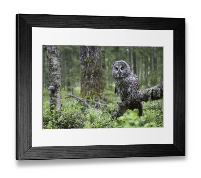 Framed Print : Great Grey owl (Strix nebulosa) perched in forest, Oulu, Finland. June 2008 WWE Mission Framed Print : Great Grey owl (Strix nebulosa) perched in forest, Oulu, Finland. June 2008 WWE Mission
