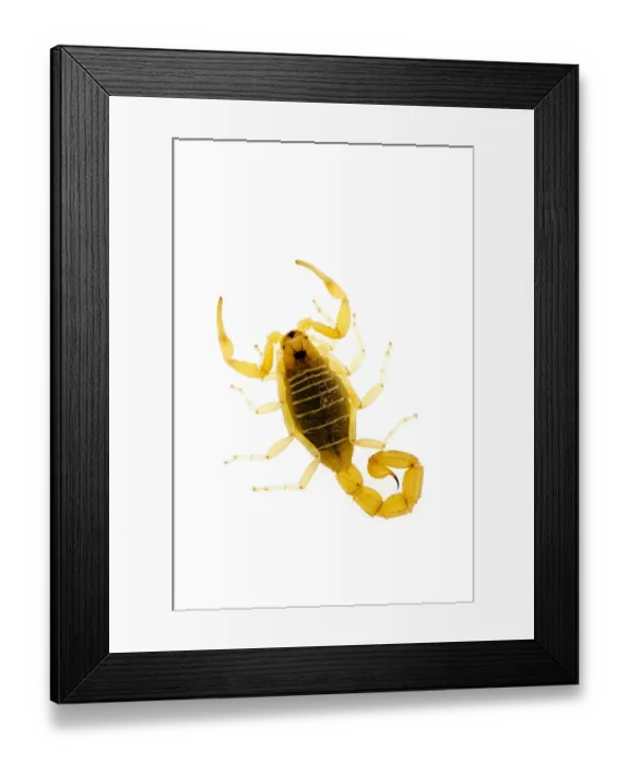 Framed Print : European scorpion {Buthus occitanus} Spain Framed Print : European scorpion {Buthus occitanus} Spain