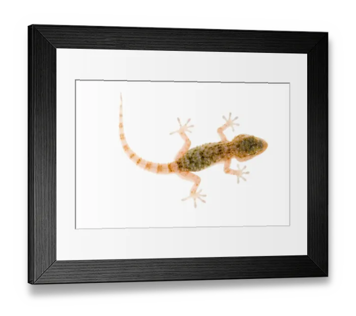 Framed Print : Moorish gecko {Tarentola mauritanica} juvenile, Spain. WWE BOOK. WWE OUTDOOR EXHIBITION Framed Print : Moorish gecko {Tarentola mauritanica} juvenile, Spain. WWE BOOK. WWE OUTDOOR EXHIBITION