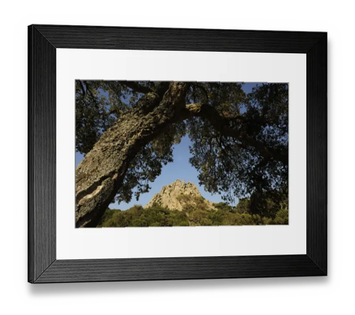 Framed Print : Cork Oak (Quercus suber) Aggius, Sardinia, Italy. July 2008 Framed Print : Cork Oak (Quercus suber) Aggius, Sardinia, Italy. July 2008
