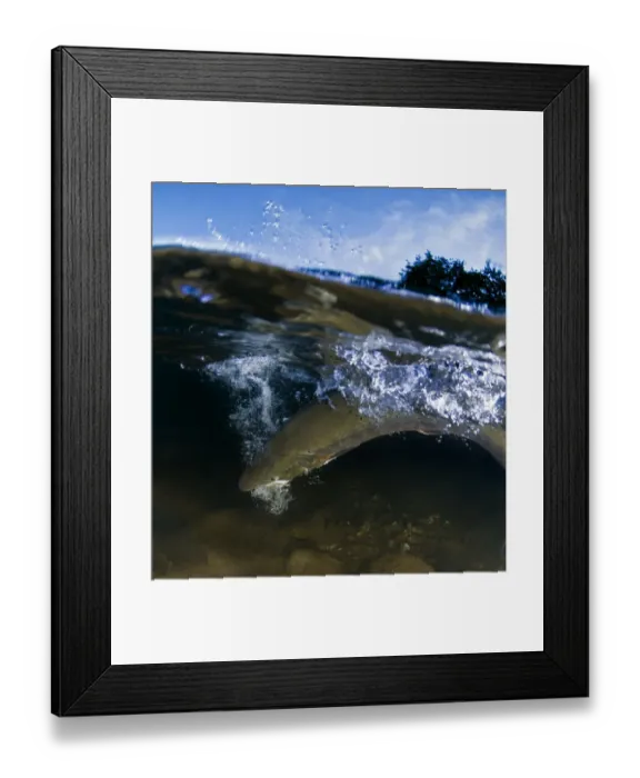 Framed Print : Atlantic salmon (Salmo salar) just below the surface, Orkla River, Norway, September 2008 Framed Print : Atlantic salmon (Salmo salar) just below the surface, Orkla River, Norway, September 2008