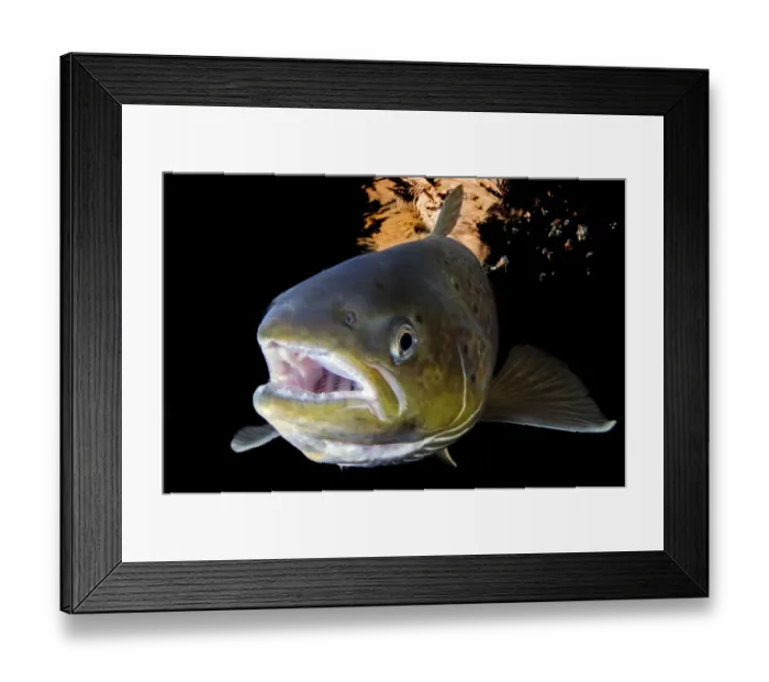 Framed Print : Atlantic salmon (Salmo salar) female, River Orkla, Norway, September 2008