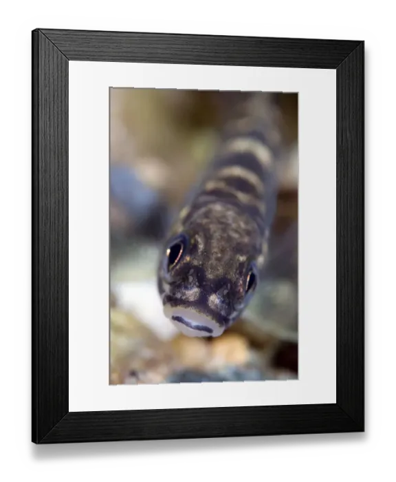 Framed Print : Juvenile Atlantic salmon (Salmo salar) fry, River Orkla, Norway, September 2008 Framed Print : Juvenile Atlantic salmon (Salmo salar) fry, River Orkla, Norway, September 2008