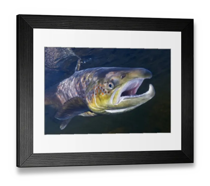 Framed Print : Atlantic salmon (Salmo salar) male, River Orkla, Norway, September 2008