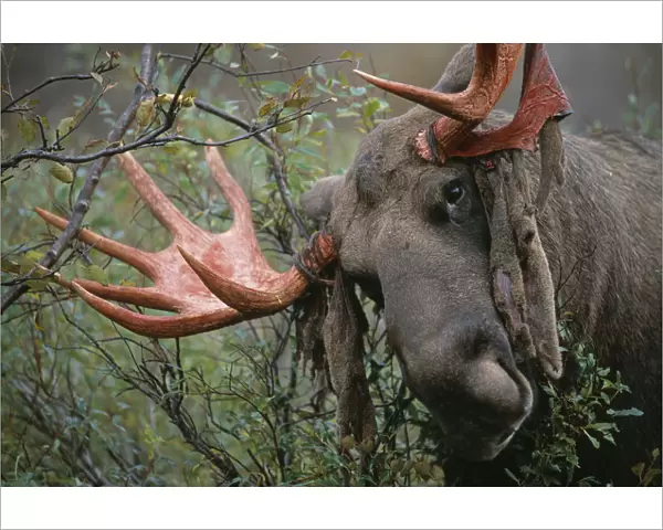 Moose bull rubbing antlers on tree to shed velvet {Alces alces} Sarek NP, Sweden
