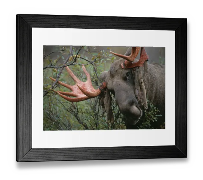 Framed Print : Moose bull rubbing antlers on tree to shed velvet {Alces alces} Sarek NP, Sweden Framed Print : Moose bull rubbing antlers on tree to shed velvet {Alces alces} Sarek NP, Sweden