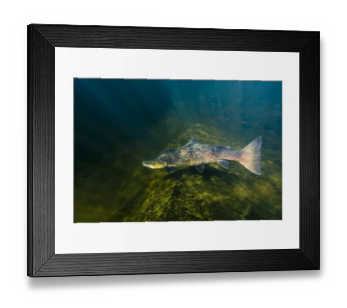 Framed Print : Atlantic salmon (Salmo salar) River Orkla, Norway, September 2008