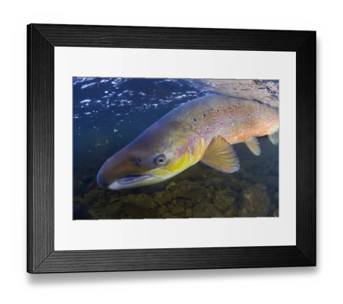 Framed Print : Atlantic salmon (Salmo salar) male, River Orkla, Norway, September 2008 Framed Print : Atlantic salmon (Salmo salar) male, River Orkla, Norway, September 2008