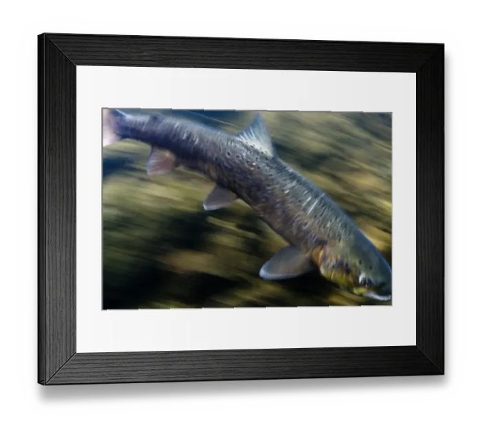 Framed Print : Atlantic salmon (Salmo salar) River Orkla, Norway, September 2008 Framed Print : Atlantic salmon (Salmo salar) River Orkla, Norway, September 2008