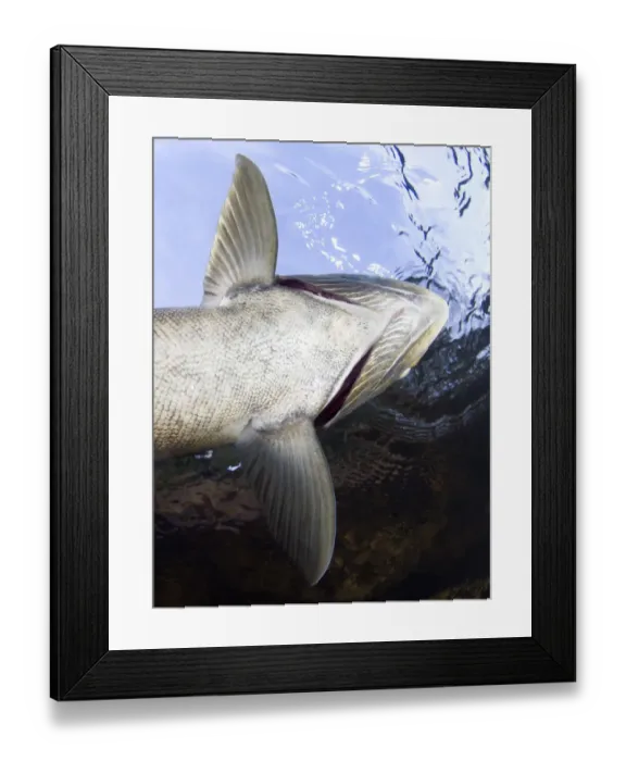 Framed Print : Looking up at gills of Atlantic salmon (Salmo salar) River Orkla, Norway, September 2008 Framed Print : Looking up at gills of Atlantic salmon (Salmo salar) River Orkla, Norway, September 2008