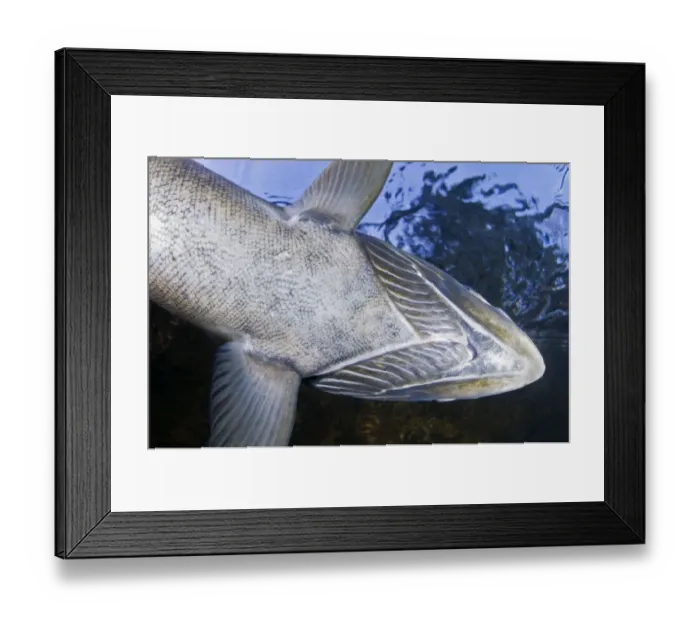 Framed Print : Looking up at gills of Atlantic salmon (Salmo salar) River Orkla, Norway, September 2008 Framed Print : Looking up at gills of Atlantic salmon (Salmo salar) River Orkla, Norway, September 2008