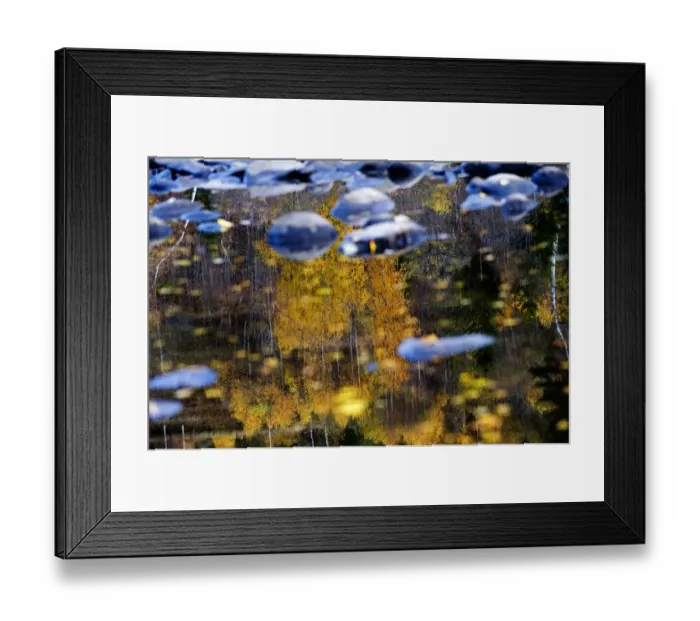 Framed Print : Trees reflected in water on the banks of the River Orkla, Norway, September 2008 Framed Print : Trees reflected in water on the banks of the River Orkla, Norway, September 2008