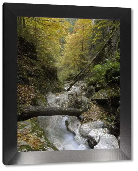 Mountain brook flowing through woodland, Valea Prapastiilor, Piatra Craiului National Park