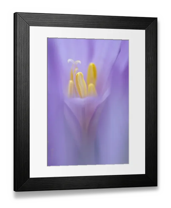 Framed Print : Meadow Saffron flower (Colchicum autumnale) soft focus, Piatra Craiului Mountains Framed Print : Meadow Saffron flower (Colchicum autumnale) soft focus, Piatra Craiului Mountains