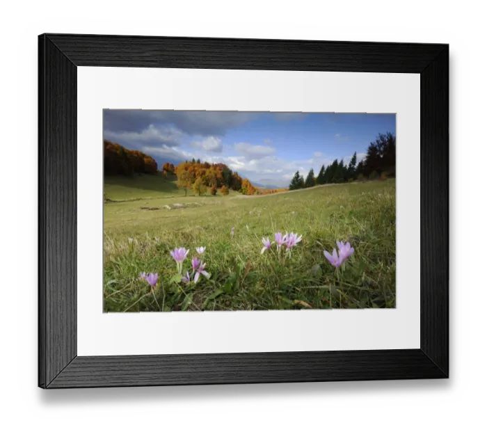 Framed Print : Meadow Saffron (Colchicum autumnale) flowers in meadow, Piatra Craiului Mountains Framed Print : Meadow Saffron (Colchicum autumnale) flowers in meadow, Piatra Craiului Mountains
