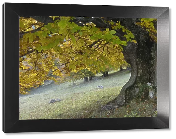Old beech tree (Fagus sp) in autumn, Piatra Craiului National Park, Transylvania