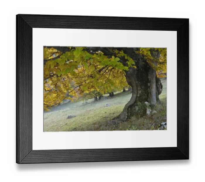 Framed Print : Old beech tree (Fagus sp) in autumn, Piatra Craiului National Park, Transylvania Framed Print : Old beech tree (Fagus sp) in autumn, Piatra Craiului National Park, Transylvania